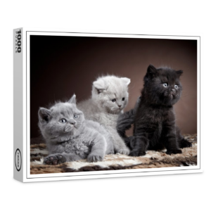 raxxa Premium-Puzzle: Trio: Britische Kurzhaar-Katzen