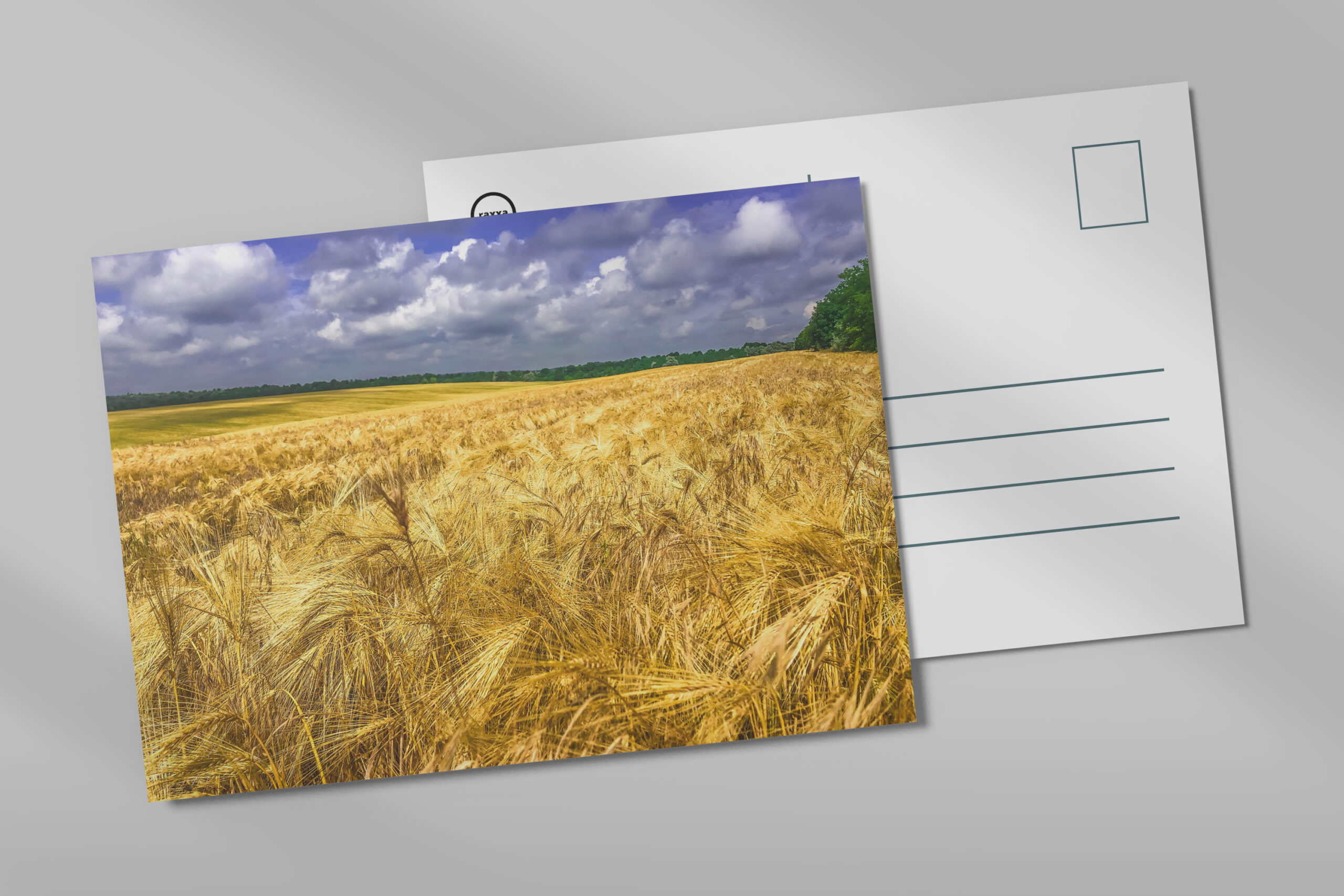 raxxa Postkarte: Wheat field