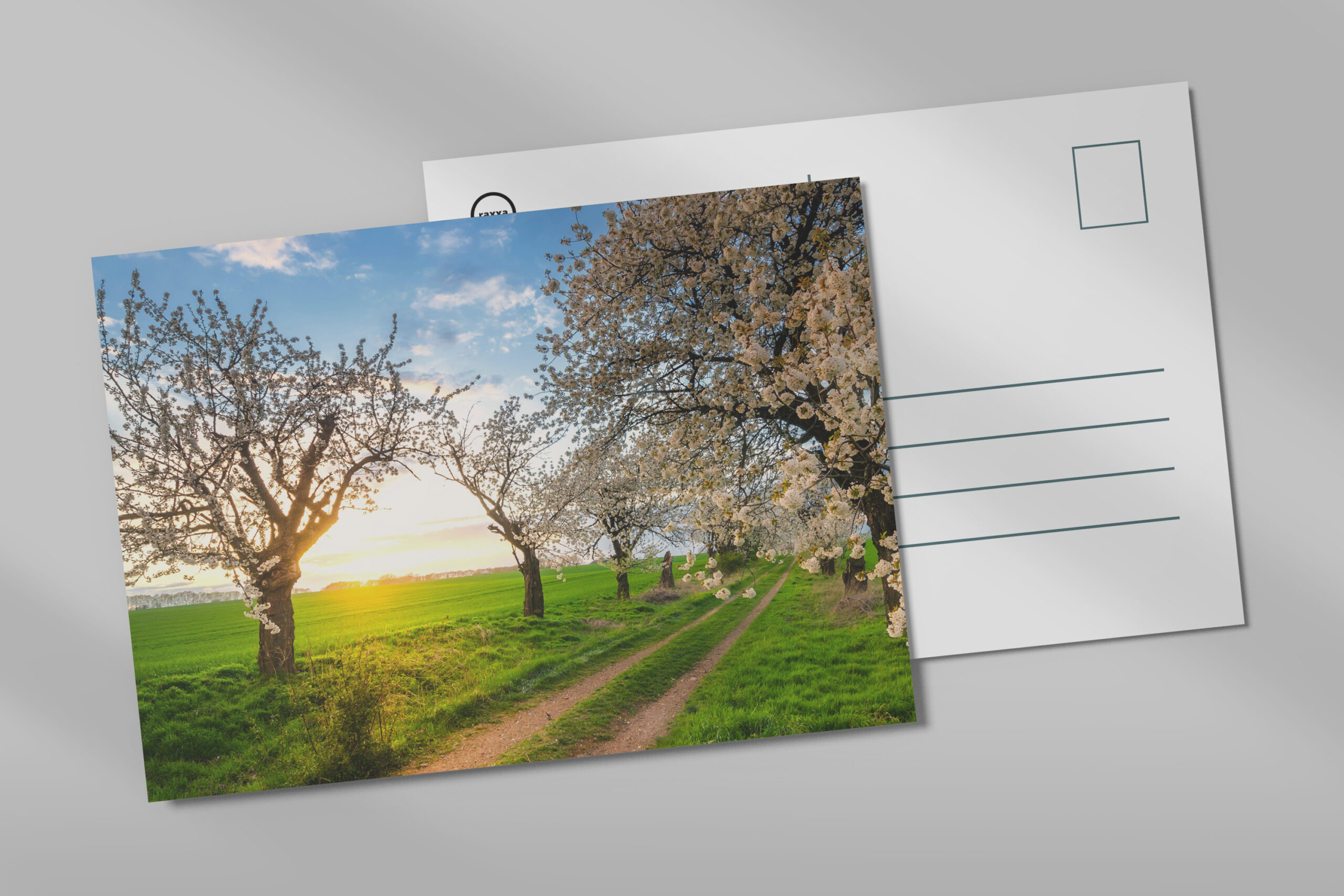 raxxa Postkarte: Kirschbäume im Frühling