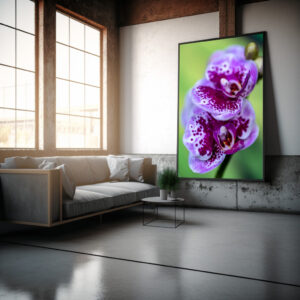 Poster: Phalaenopsis-miniature-blanc-strie-rose