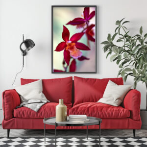 Poster: Miltonia hybrid