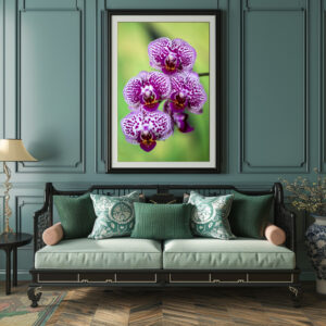 Poster: Phalaenopsis-chian-xen-violin