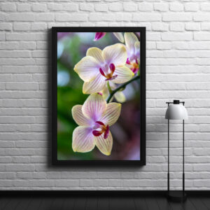 Poster: Phalaenopsis Hybride Schmetterlingsorchidee