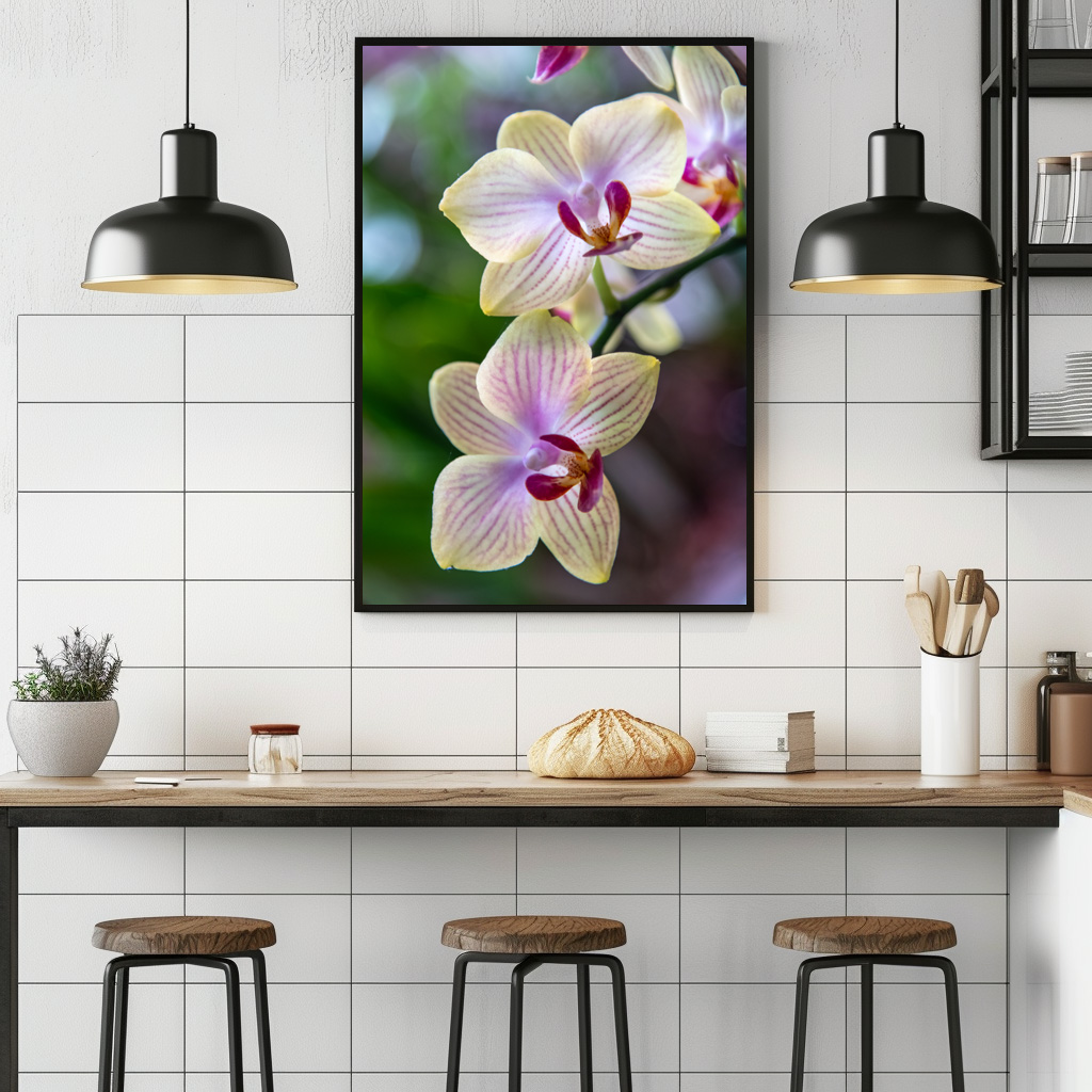 Poster: Phalaenopsis Hybride Schmetterlingsorchidee – Bild 2