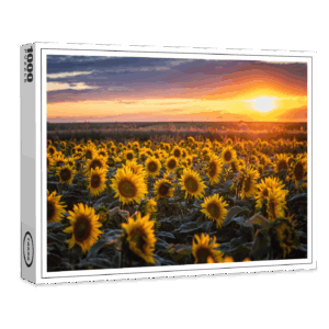 raxxa Premium-Puzzle: Ein Sonnenblumentraum