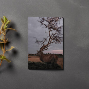 raxxa Postkarte: Frühlingsgefühle