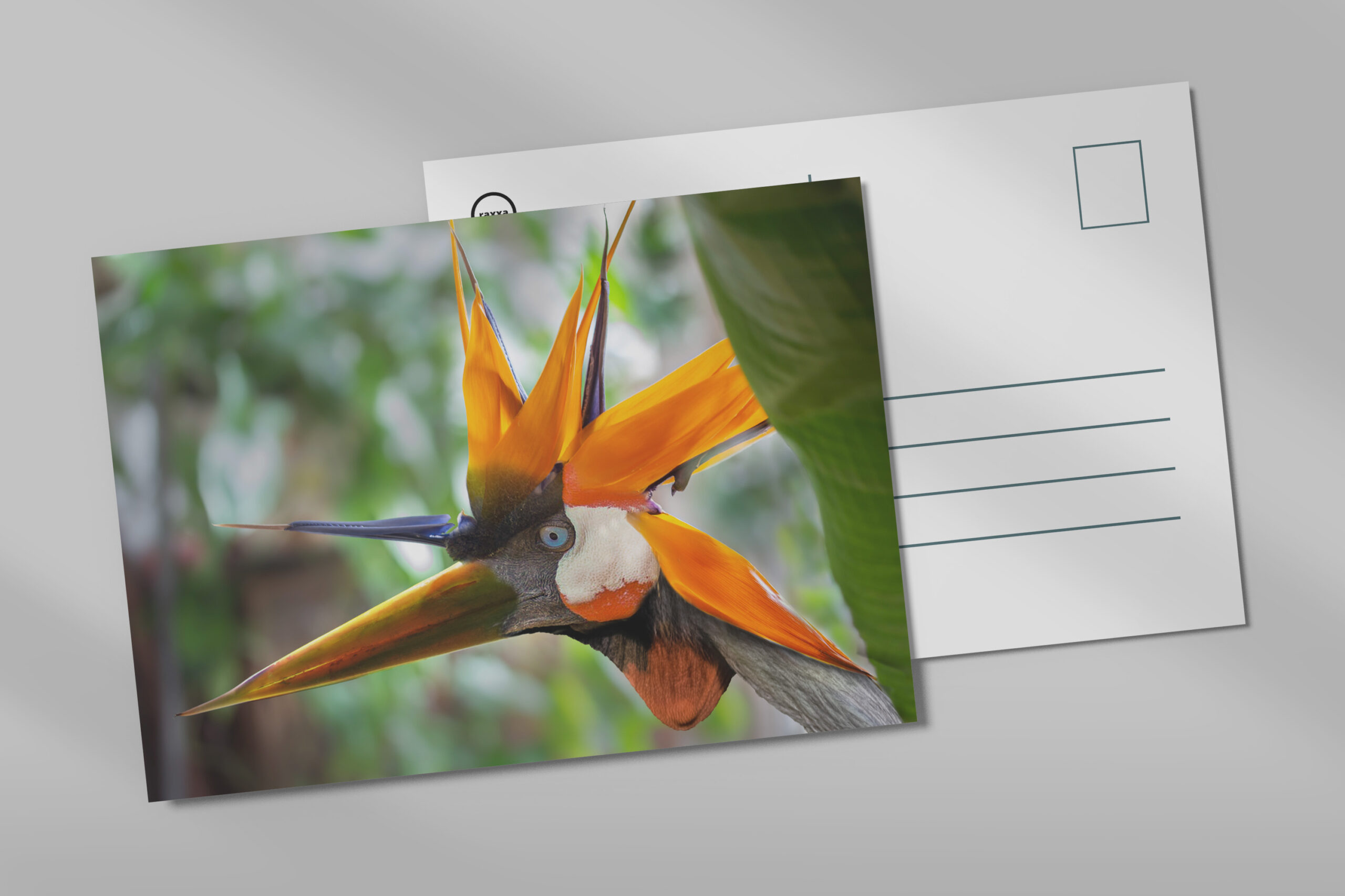 raxxa Postkarte: Paradiesvogel