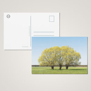 raxxa Postkarte: Baumgruppe