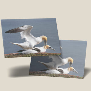 raxxa Postkarte: Basst