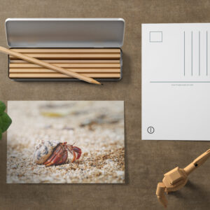 raxxa Postkarte: Einsiedlerkrebs