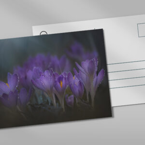 raxxa Postkarte: Erblühen