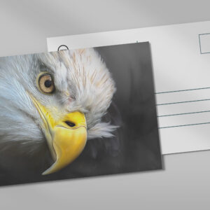 raxxa Postkarte: Adlerblick