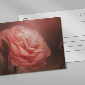 raxxa Postkarte: Rose