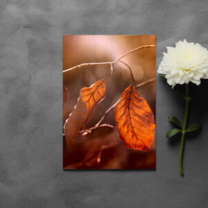 raxxa Postkarte: Autumn