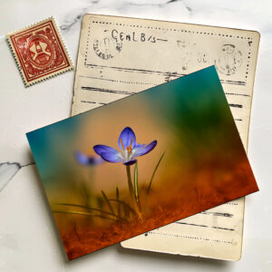 raxxa Postkarte: Ivy