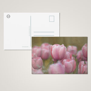 raxxa Postkarte: Tulpen