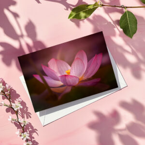 raxxa Postkarte: Wasserrose