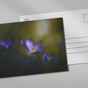raxxa Postkarte: Krokusse