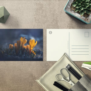 raxxa Postkarte: Mitternacht