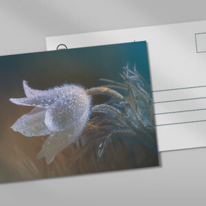 raxxa Postkarte: Flauschiges Blümchen