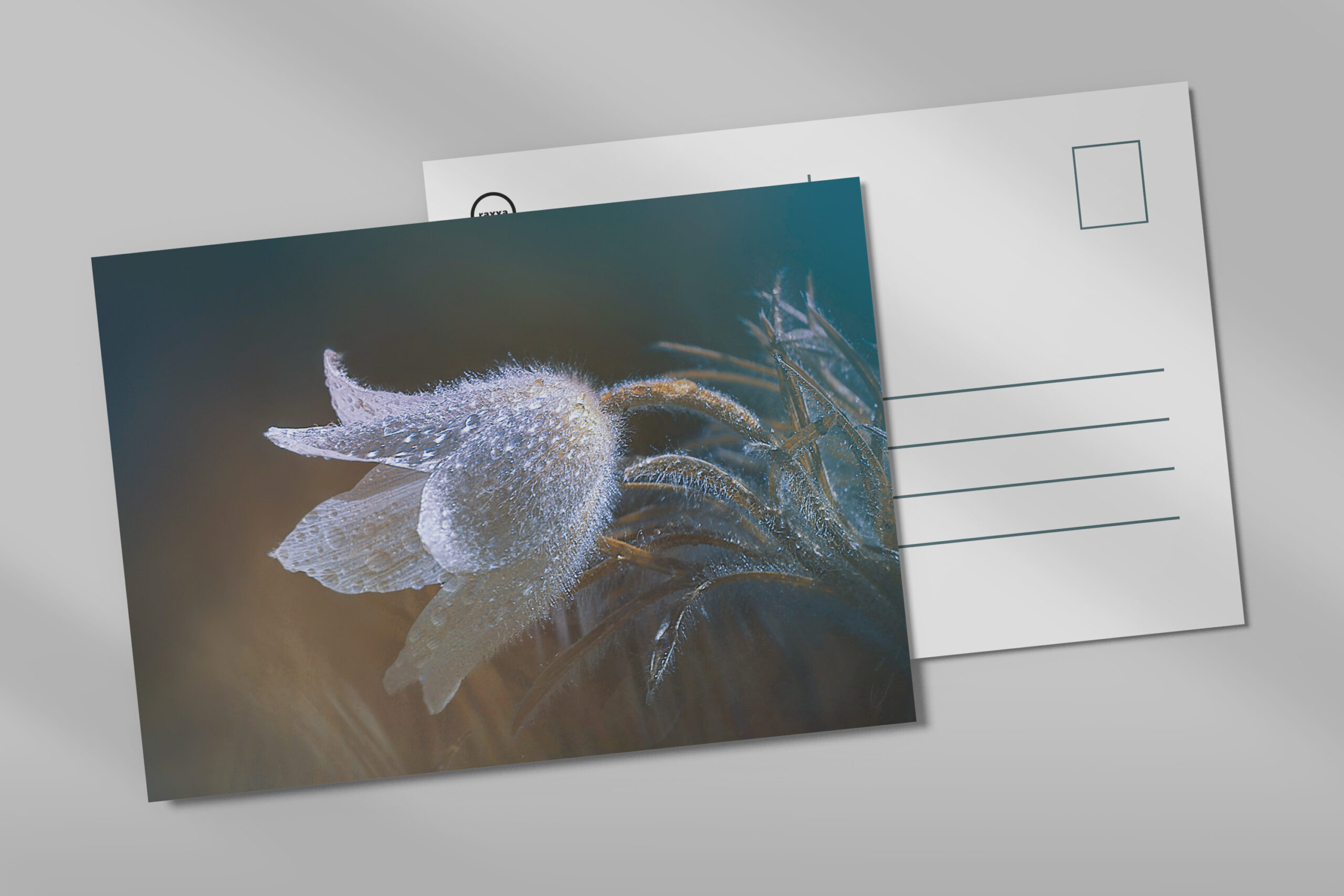 raxxa Postkarte: Flauschiges Blümchen