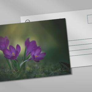 raxxa Postkarte: Lila Krokusse