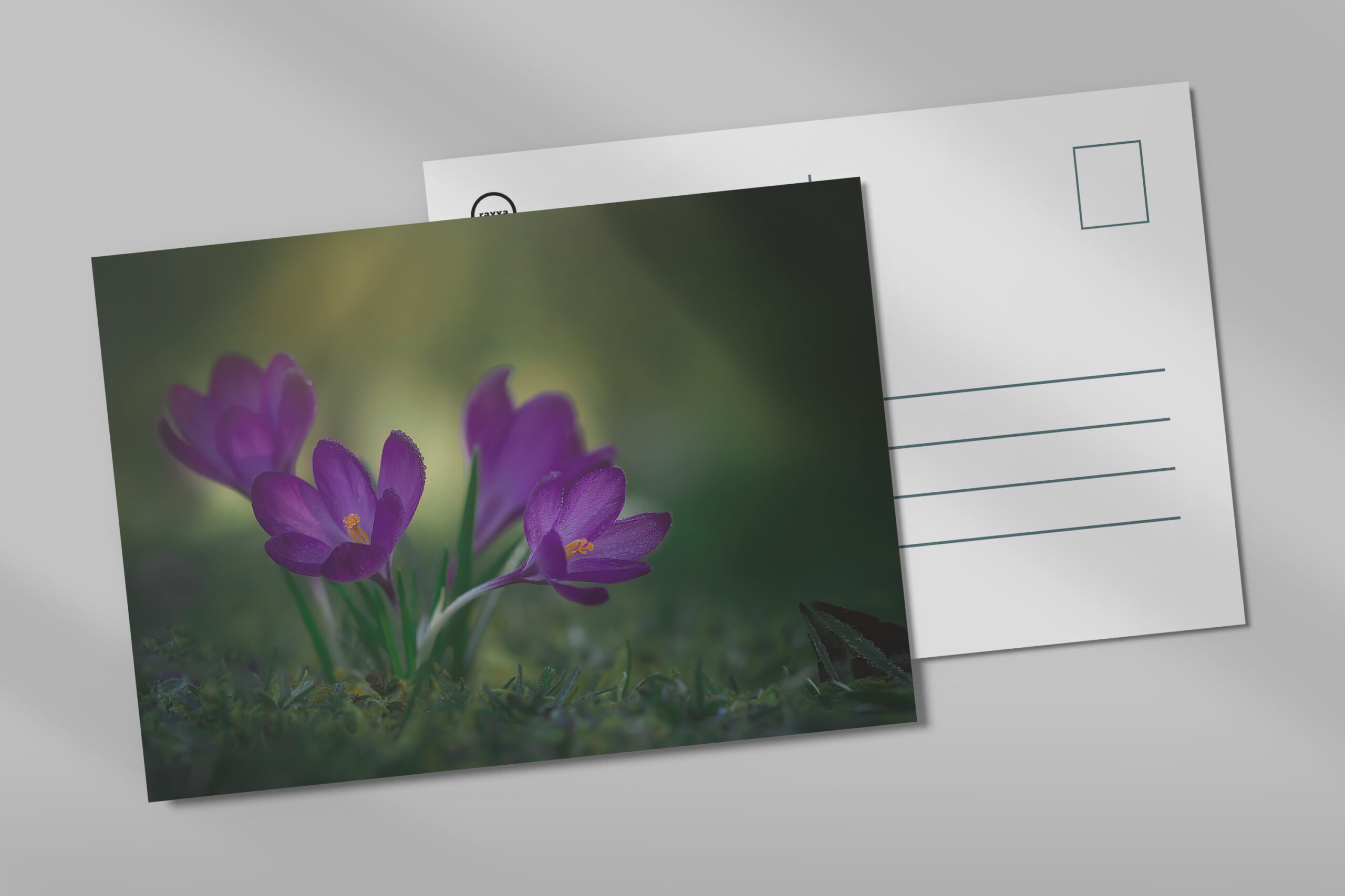 raxxa Postkarte: Lila Krokusse