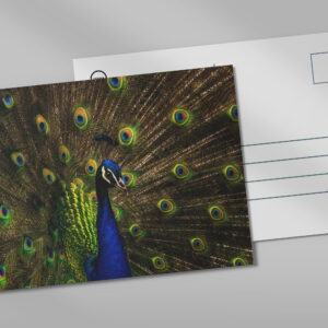 raxxa Postkarte: Pfau