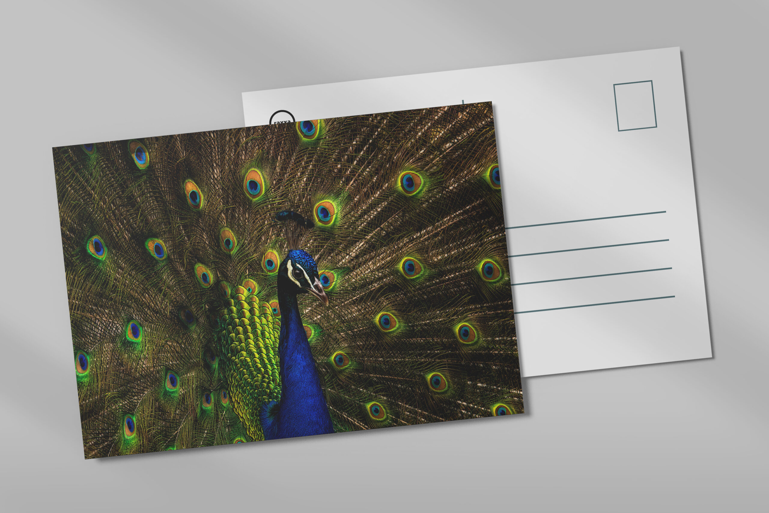 raxxa Postkarte: Pfau