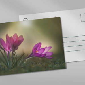 raxxa Postkarte: Pink spring