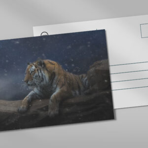 raxxa Postkarte: Snow Tiger