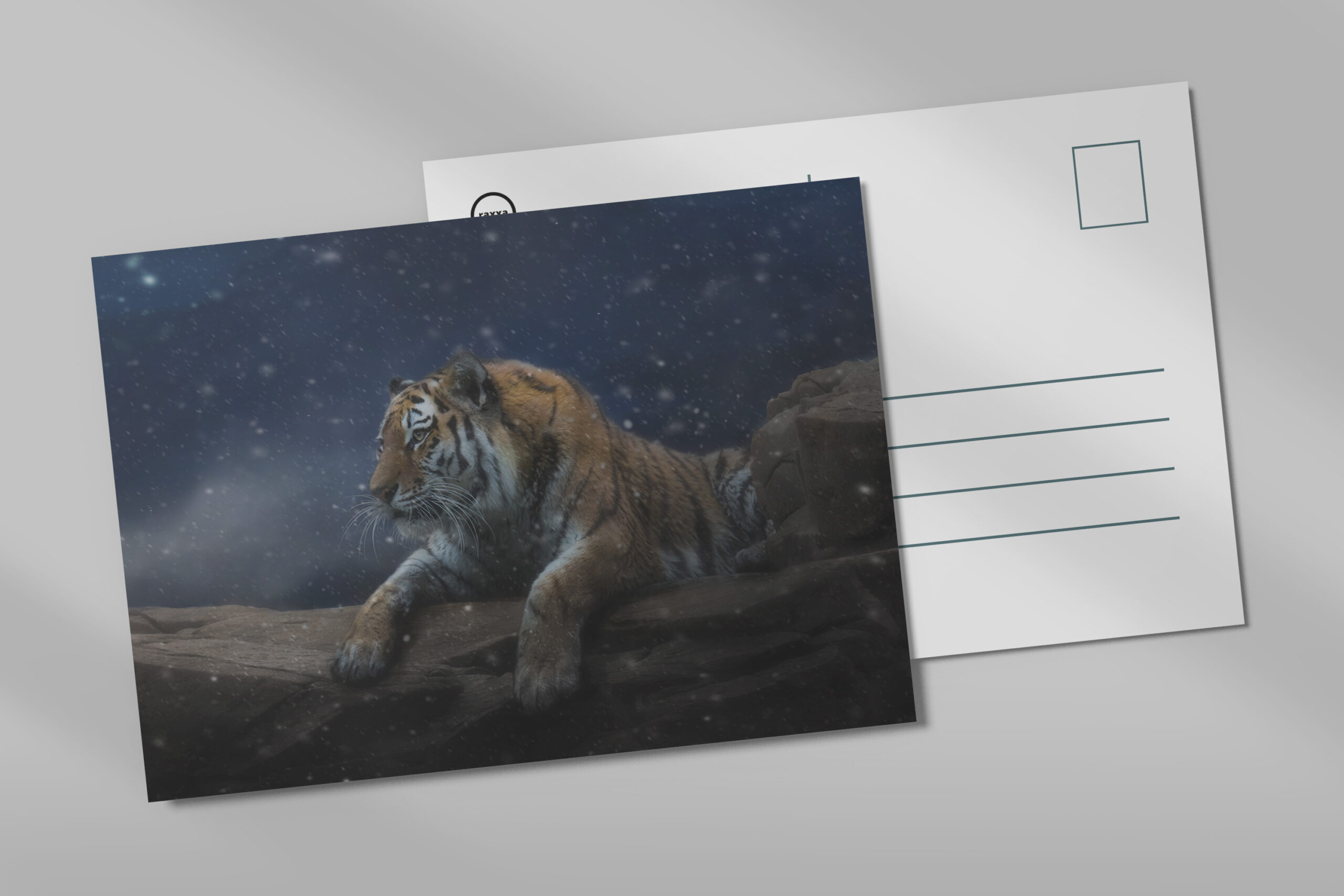 raxxa Postkarte: Snow Tiger