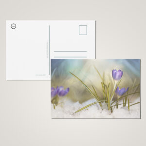 raxxa Postkarte: Krokus im Schnee