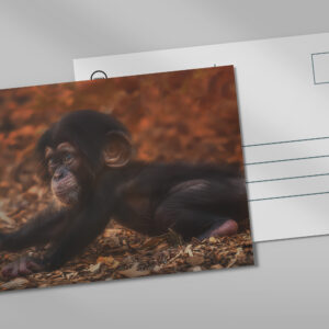 raxxa Postkarte: Krabbelkönig
