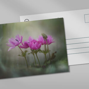 raxxa Postkarte: pink spring
