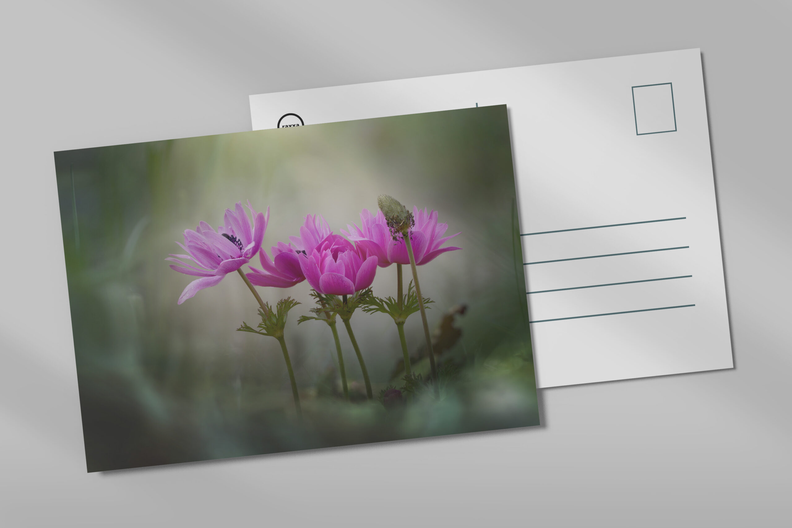 raxxa Postkarte: pink spring