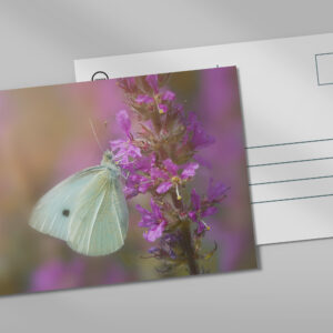 raxxa Postkarte: In the flower country