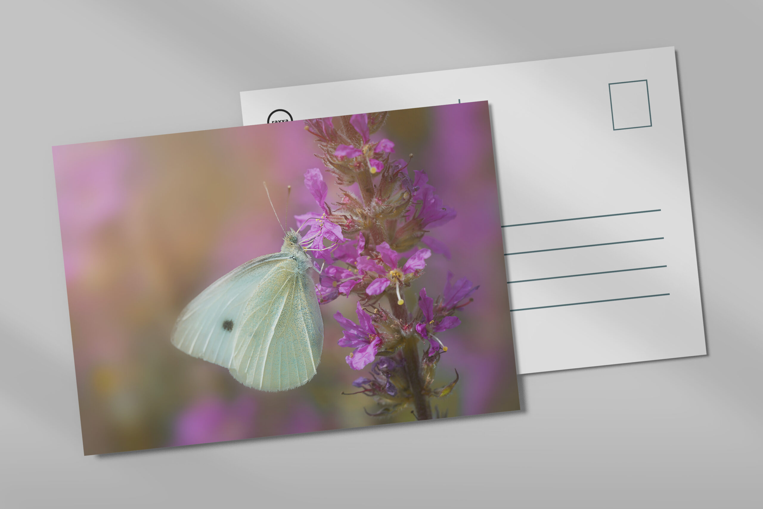 raxxa Postkarte: In the flower country