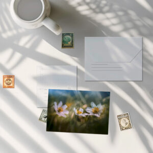 raxxa Postkarte: Trio