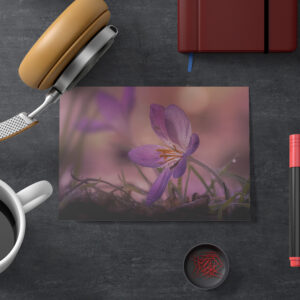 raxxa Postkarte: pink crocus