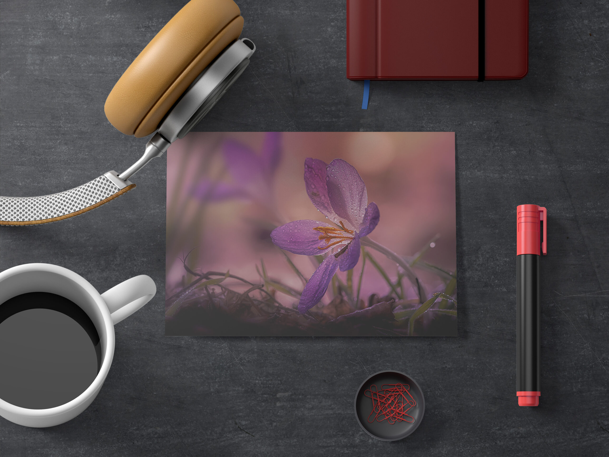 raxxa Postkarte: pink crocus