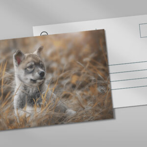 raxxa Postkarte: Siberian Husky