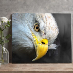 raxxa Canva: Adlerblick