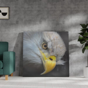 raxxa Canva: Adlerblick