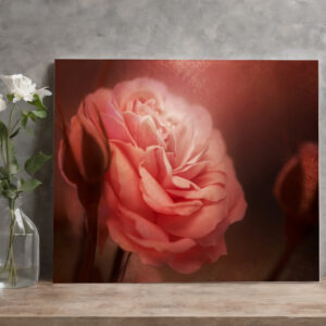 raxxa Canva: Rose