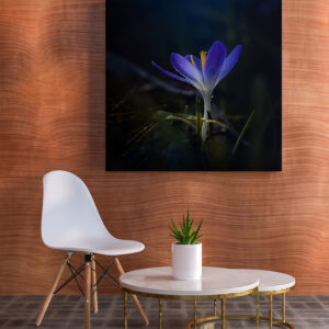 raxxa Canva: Blue Crocus