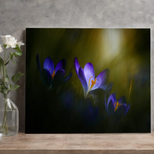 raxxa Canva: Krokusse