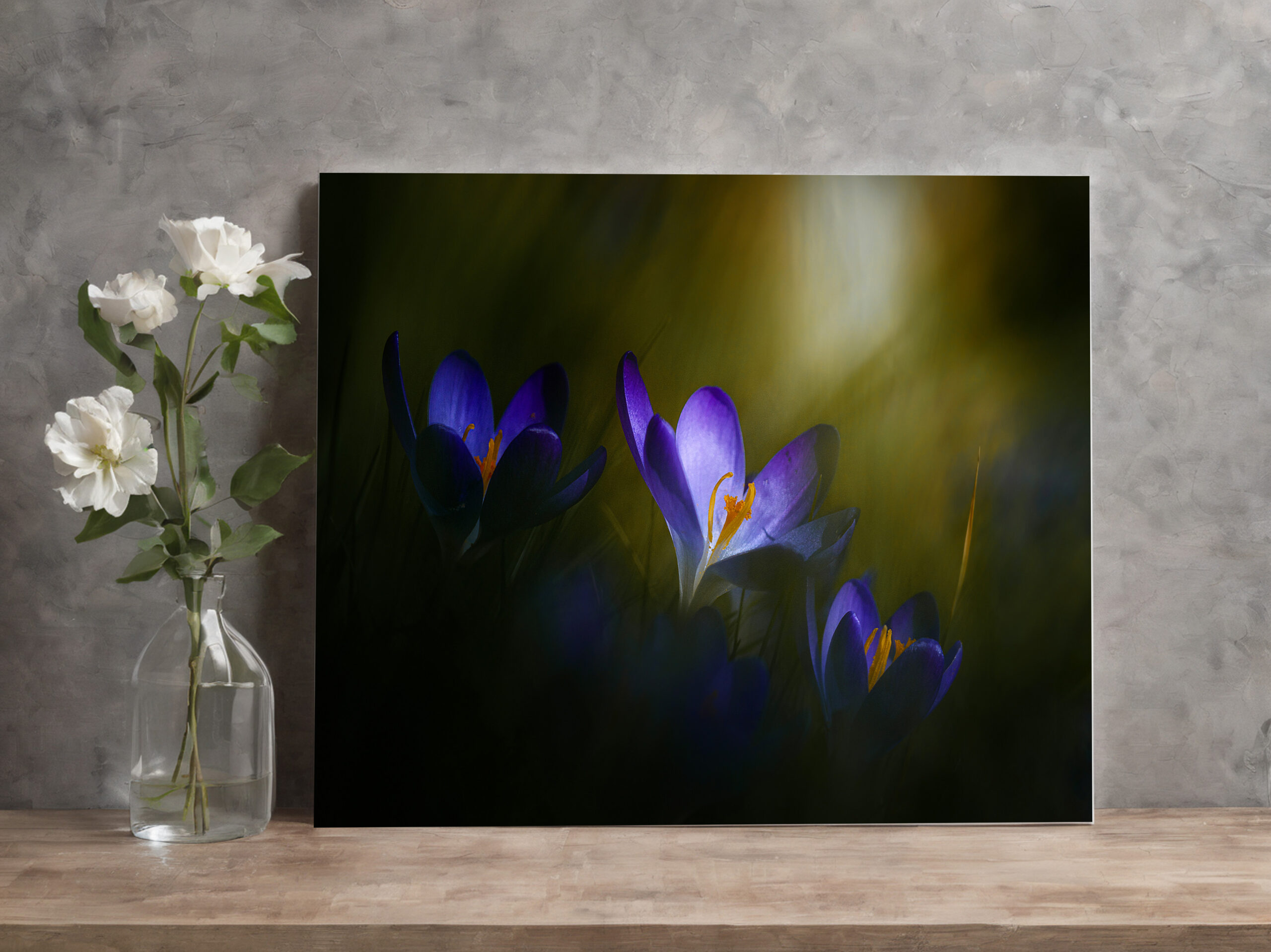 raxxa Canva: Krokusse