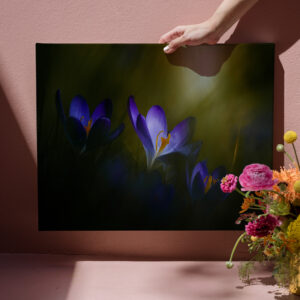 raxxa Canva: Krokusse