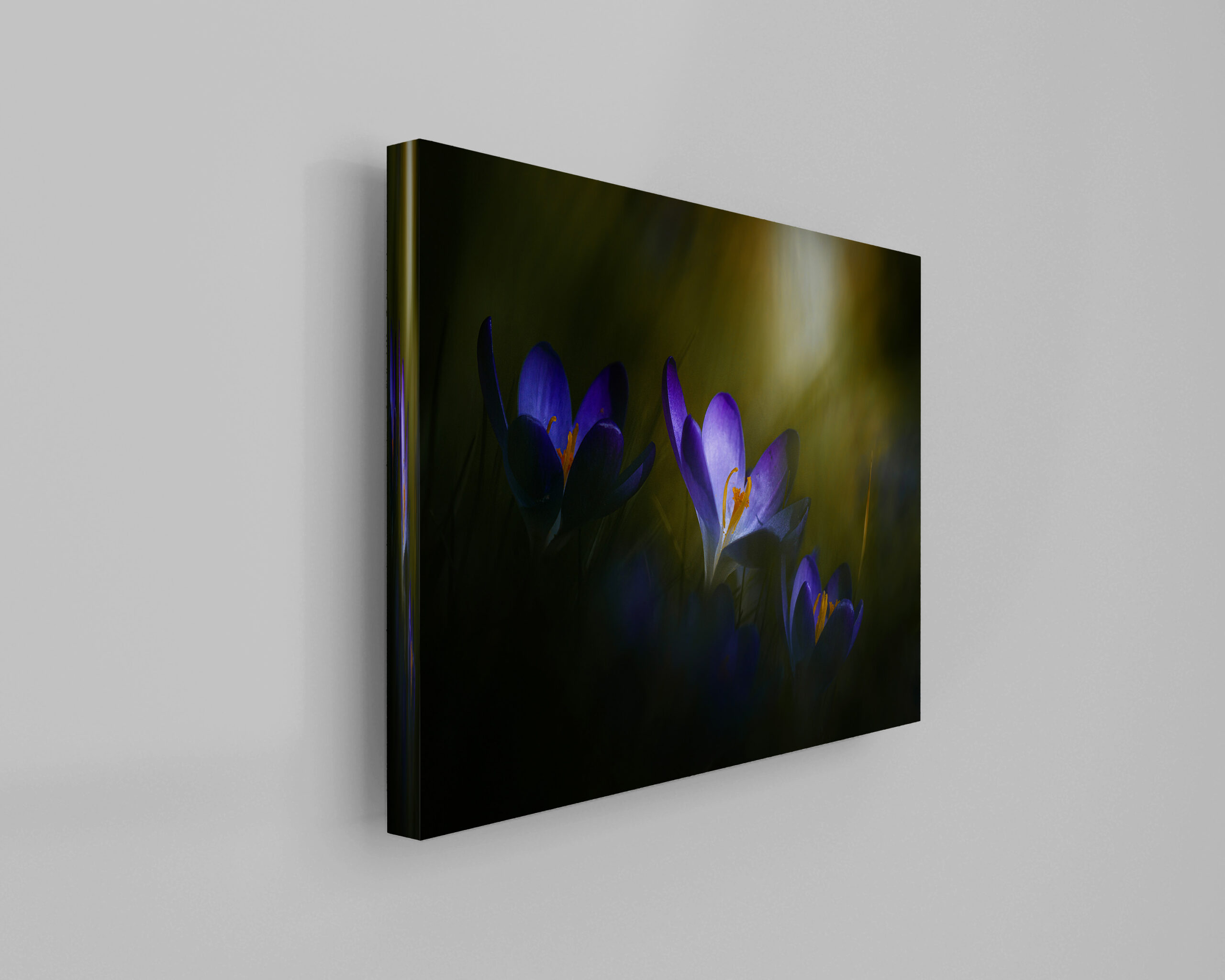 raxxa Canva: Krokusse – Image 3